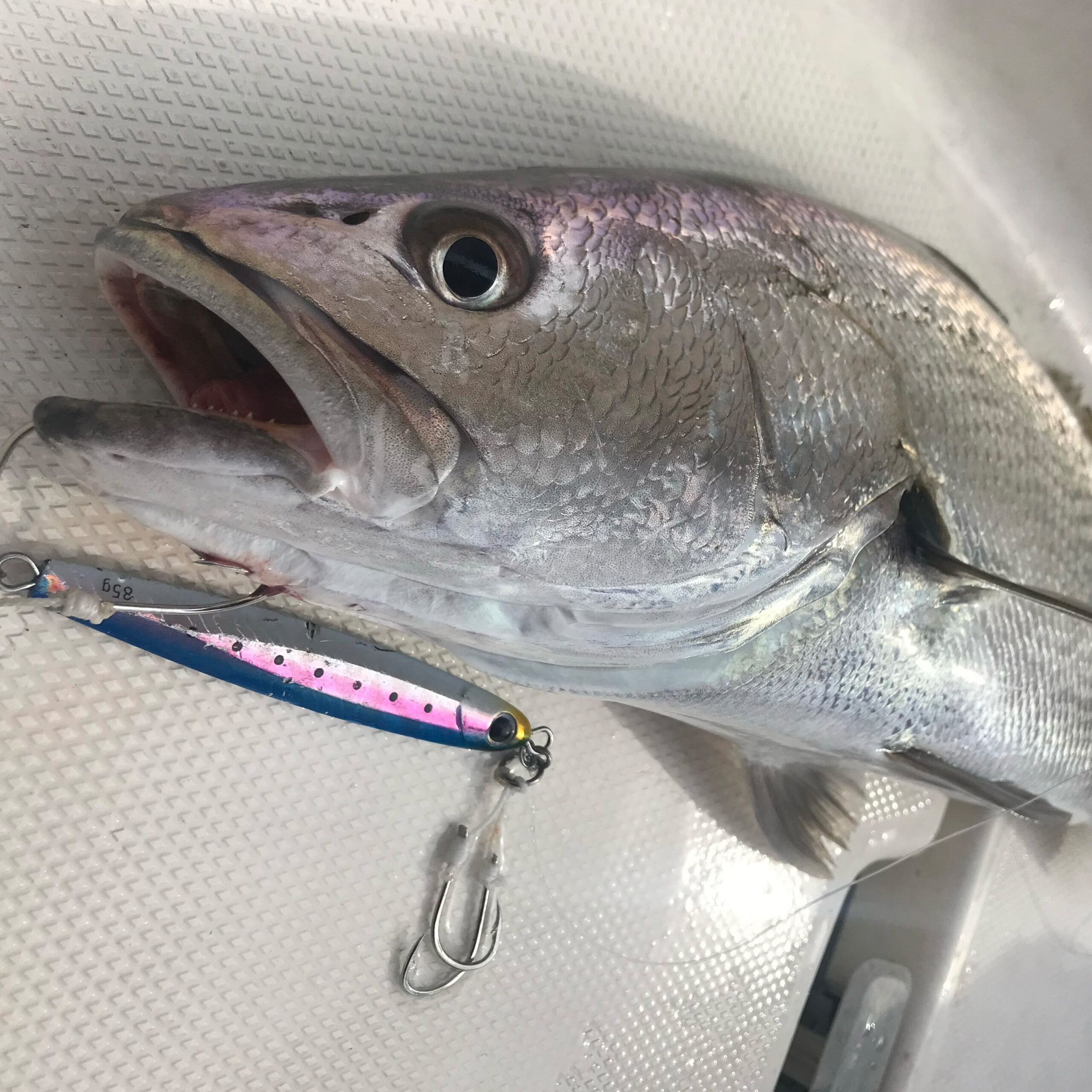 幻の魚があっさり釣れる!? オオニベジギングの世界！｜Bluestormers Bluestorm ユーザーブログ｜Bluestorm｜高階 ...